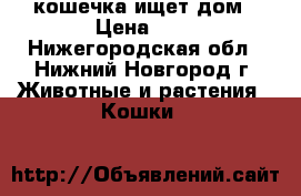 кошечка ищет дом › Цена ­ 1 - Нижегородская обл., Нижний Новгород г. Животные и растения » Кошки   